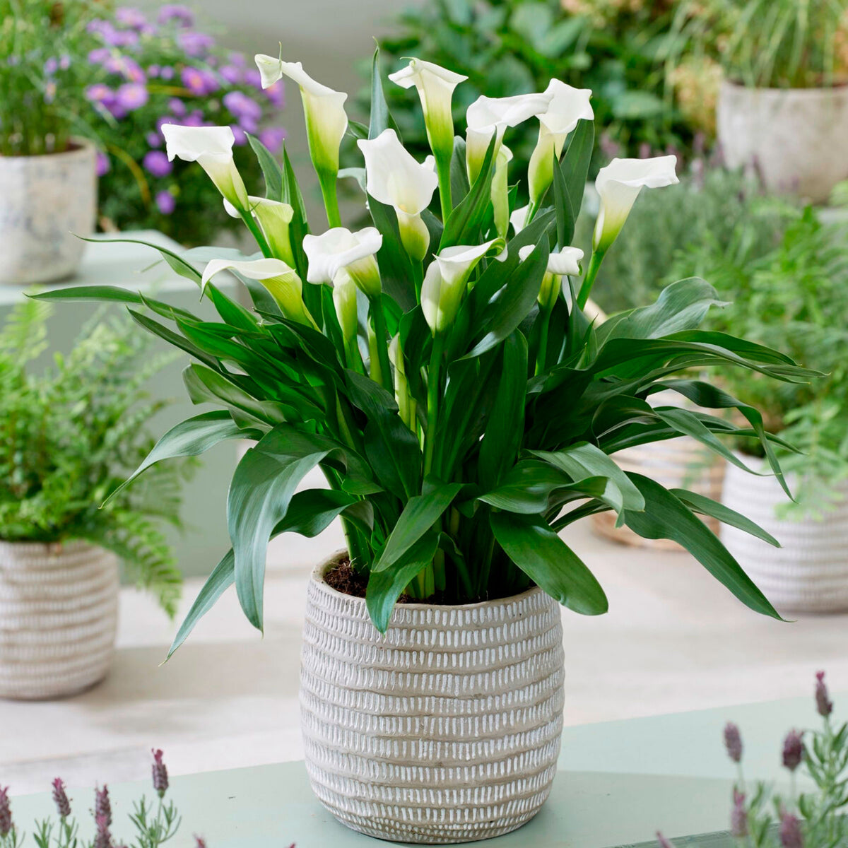 2x Calla lily (Zantedeschia Calla) White