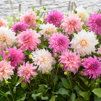 5x Dahlia  'Dinnerplate Garden' White-Purple-Pink - Hardy plant