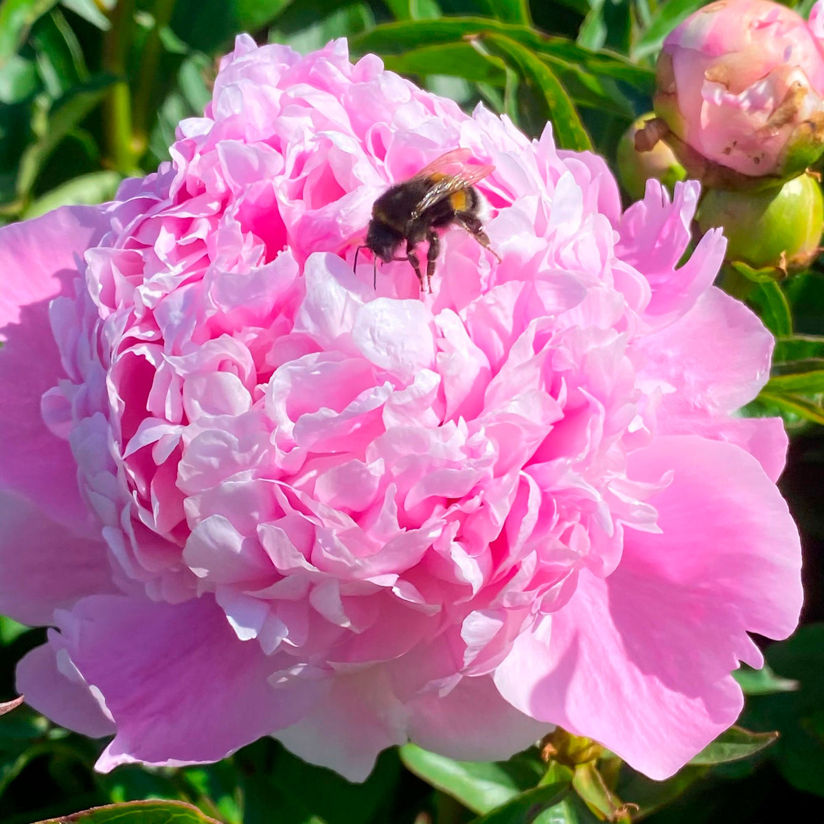 5x Peony Paeonia pink-white-purple - Hardy plant