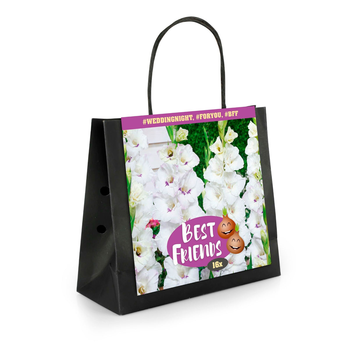 16x Gladiolus  'Wedding Night'  White-Purple