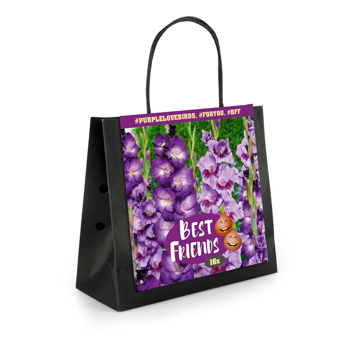 16x Gladiolus  'Purple Love Birds'  Purple