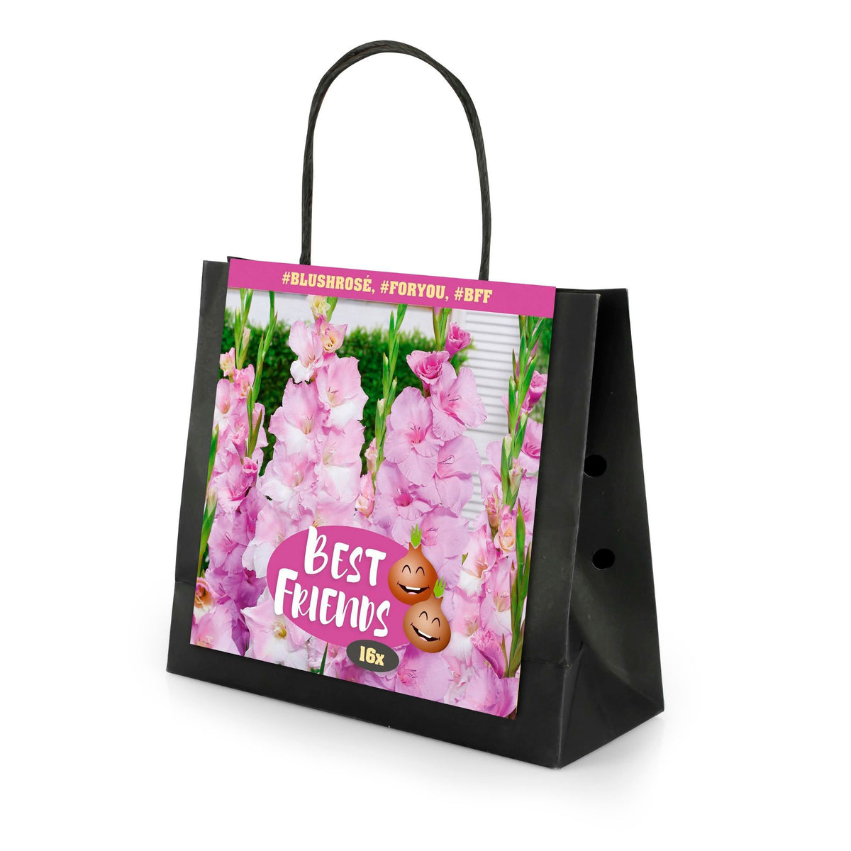 16x Gladiolus  'Blush Rose' Pink-White