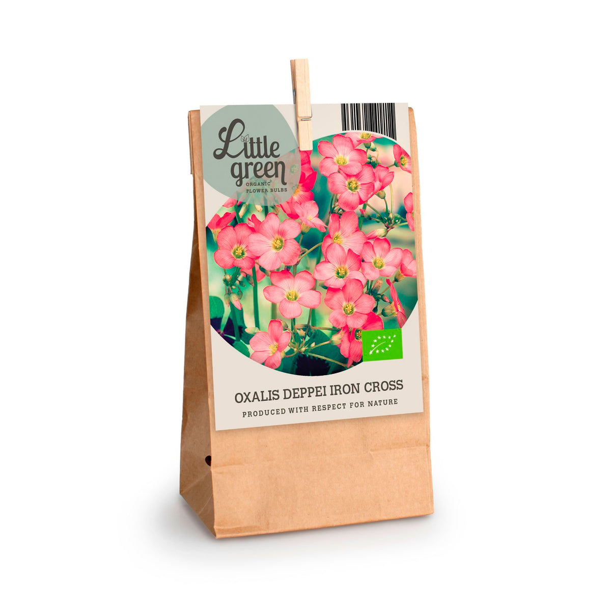 15x Lucky Clover Oxalis 'Iron Cross'   Pink - Bio - Hardy plant