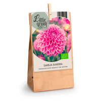 Dahlia 'Sandra' pink - Bio