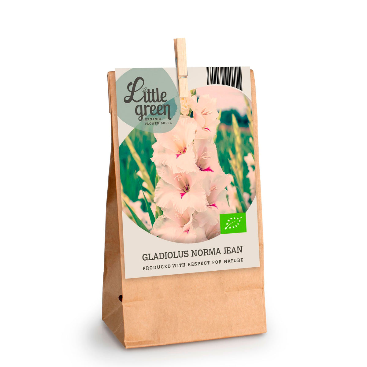 7x Gladiolus 'Norma Jean' white - Bio