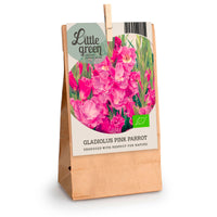7x Gladiolus Gladiolus 'Pink Parrot' pink - Bio