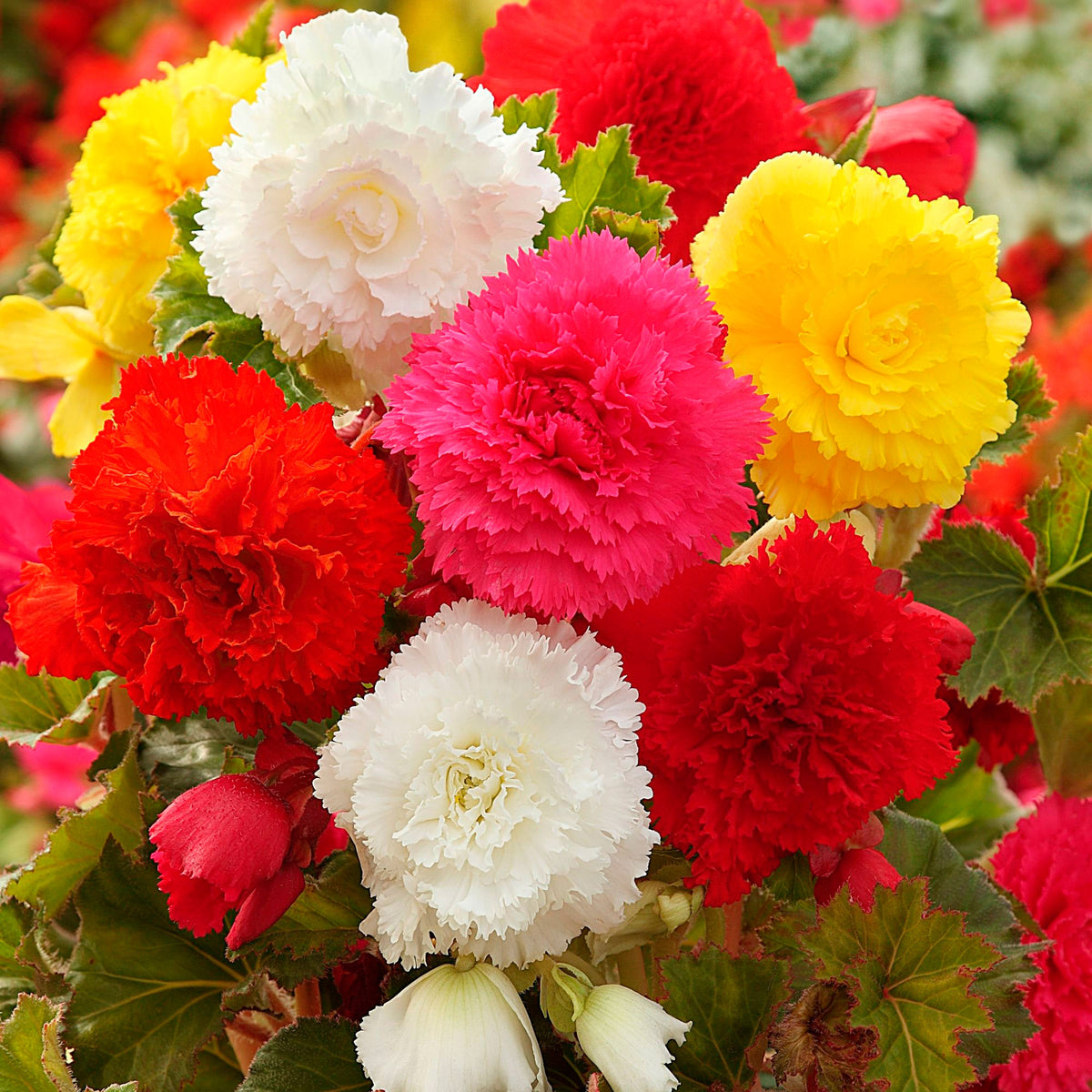 5x Begonia Amerihybrid — Mix 'Ruffled' — red-orange