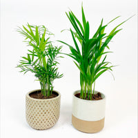 1x Areca palm Dypsis lutescens + 1x Mexican dwarf palm with decorative pots