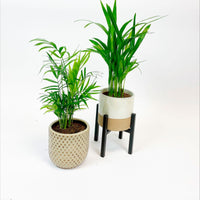 1x Areca palm Dypsis lutescens + 1x Mexican dwarf palm with decorative pot + stand