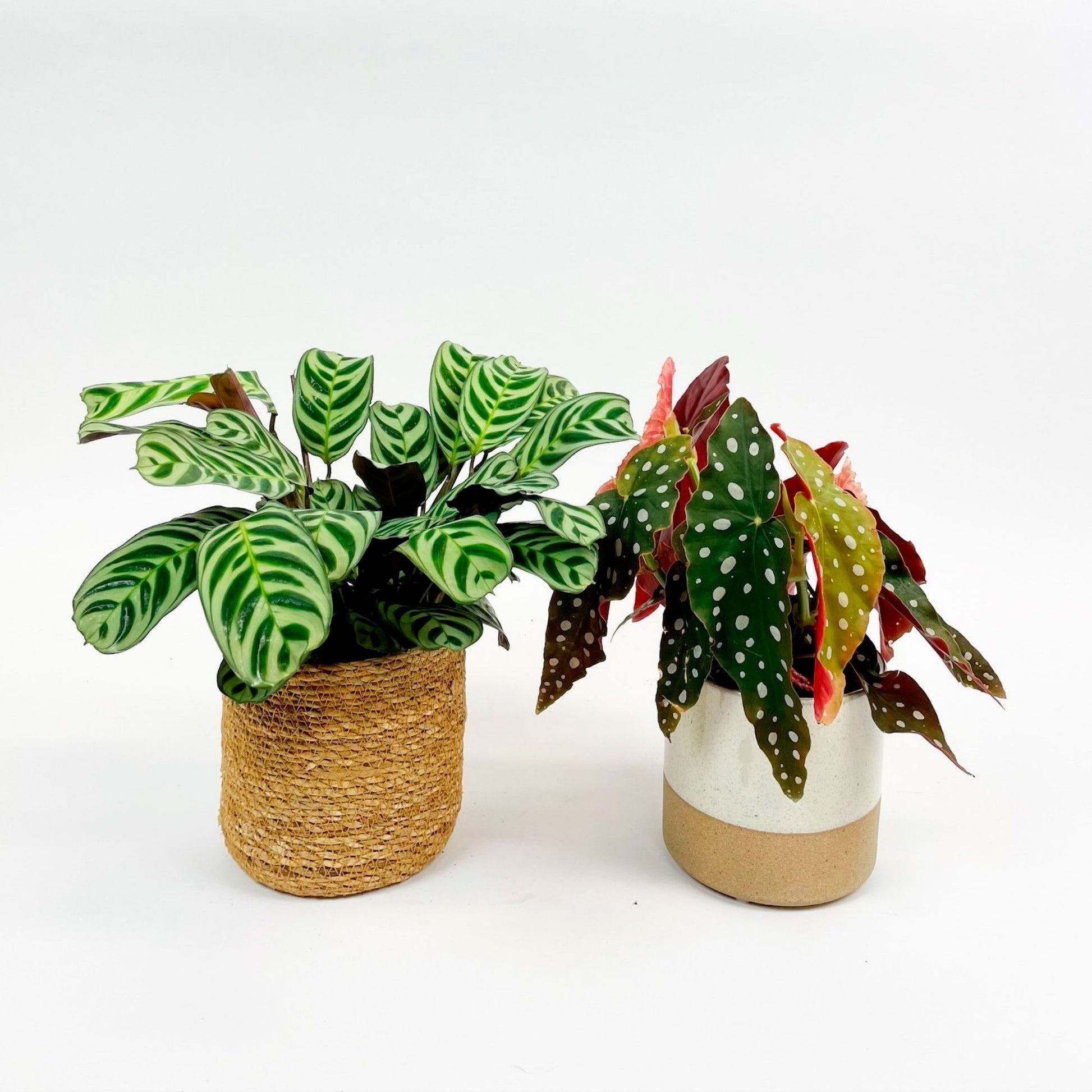 spotted prayer plant 1x Fishbone prayer plant Ctenanthe burle-marxii + 1x spotted begonia incl. decorative pots