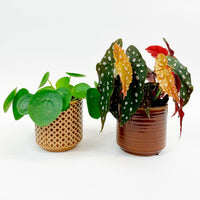 1x spotted begonia maculata + 1x Chinese money plant incl. decorative pots