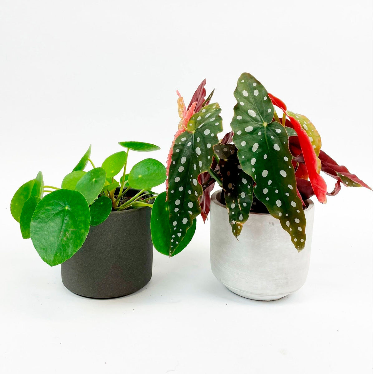 1x spotted begonia maculata + 1x Chinese money plant incl. decorative grey pots