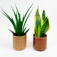 1x Snake plant Sansevieria 'Friends' + 1x Snake plant 'Futura Superba' incl. decorative pots