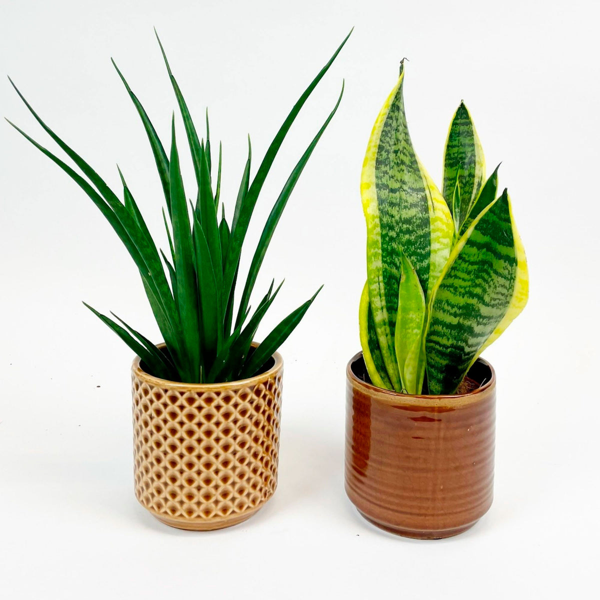 1x Snake plant Sansevieria 'Friends' + 1x Snake plant 'Futura Superba' incl. decorative pots
