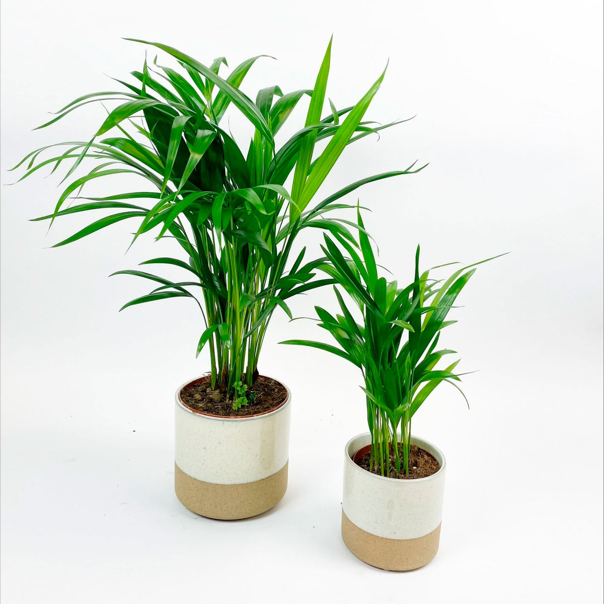 Areca palm Dypsis lutescens with decorative white pots