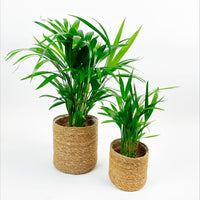 Areca palm Dypsis lutescens with decorative sea grass pots
