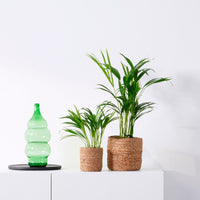 Areca palm Dypsis lutescens with decorative sea grass pots