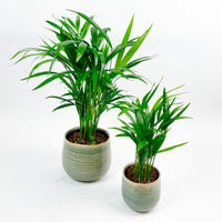 Areca palm Dypsis lutescens with green decorative pots