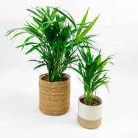 Areca palm Dypsis lutescens with basket & decorative pot