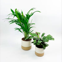 1x Areca palm Dypsis lutescens + 1x fishbone prayer plant with decorative white pots