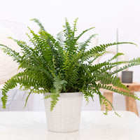 Sword fern Nephrolepis 'Green Lady' with decorative white pot