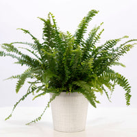 Sword fern Nephrolepis 'Green Lady' with decorative white pot