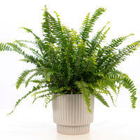 Sword fern Nephrolepis 'Green Lady' with embossed decorative pot