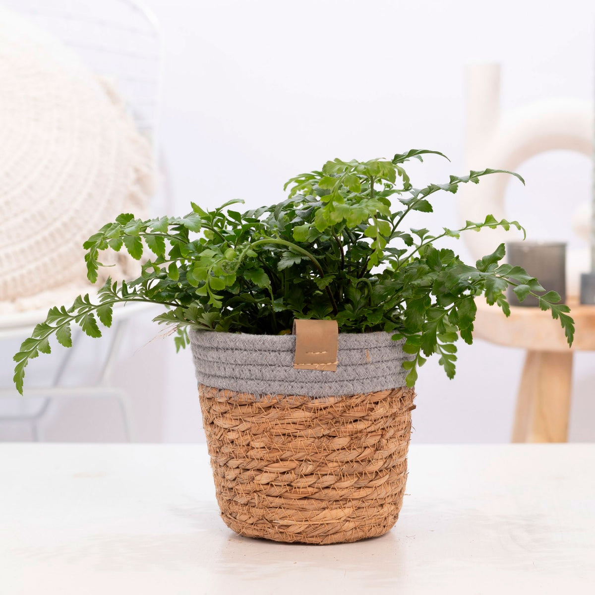 Mother fern Asplenium Parvati with wicker basket
