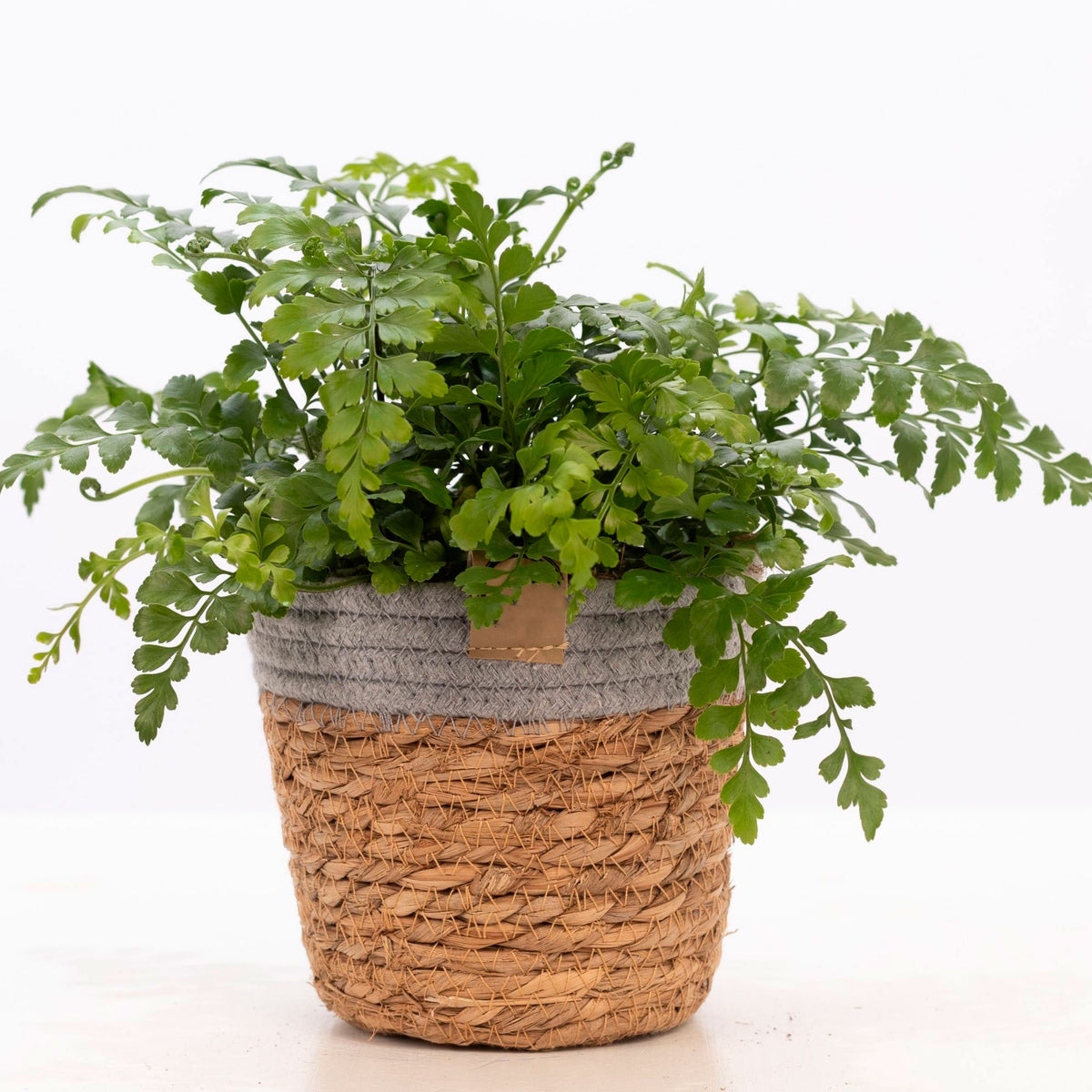 Mother fern Asplenium Parvati with wicker basket