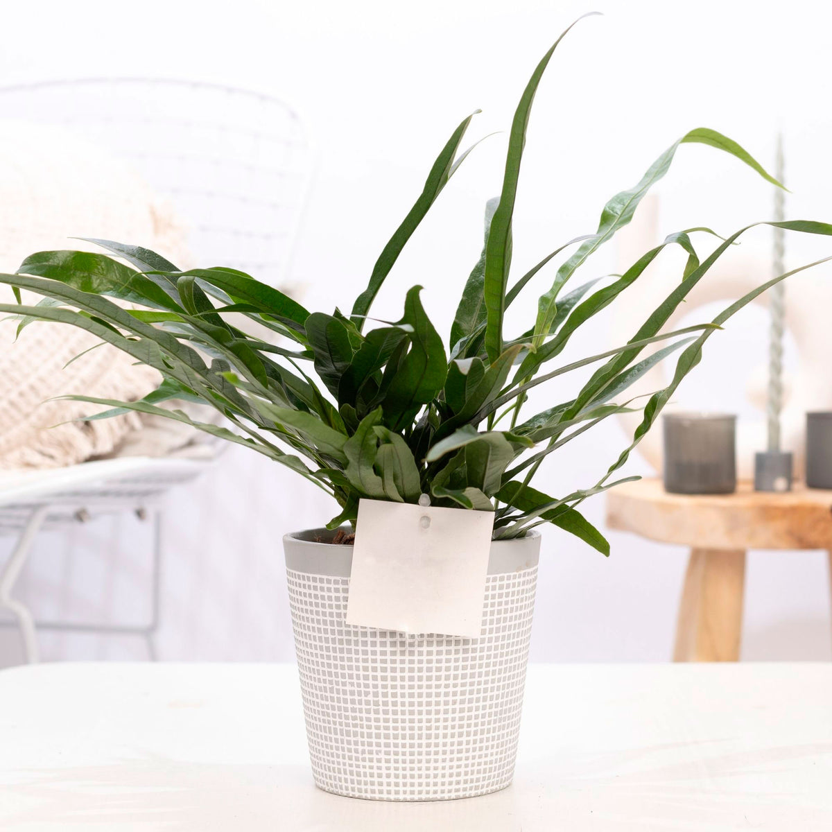 Fern Aglaomorpha 'Jim' with decorative pot white