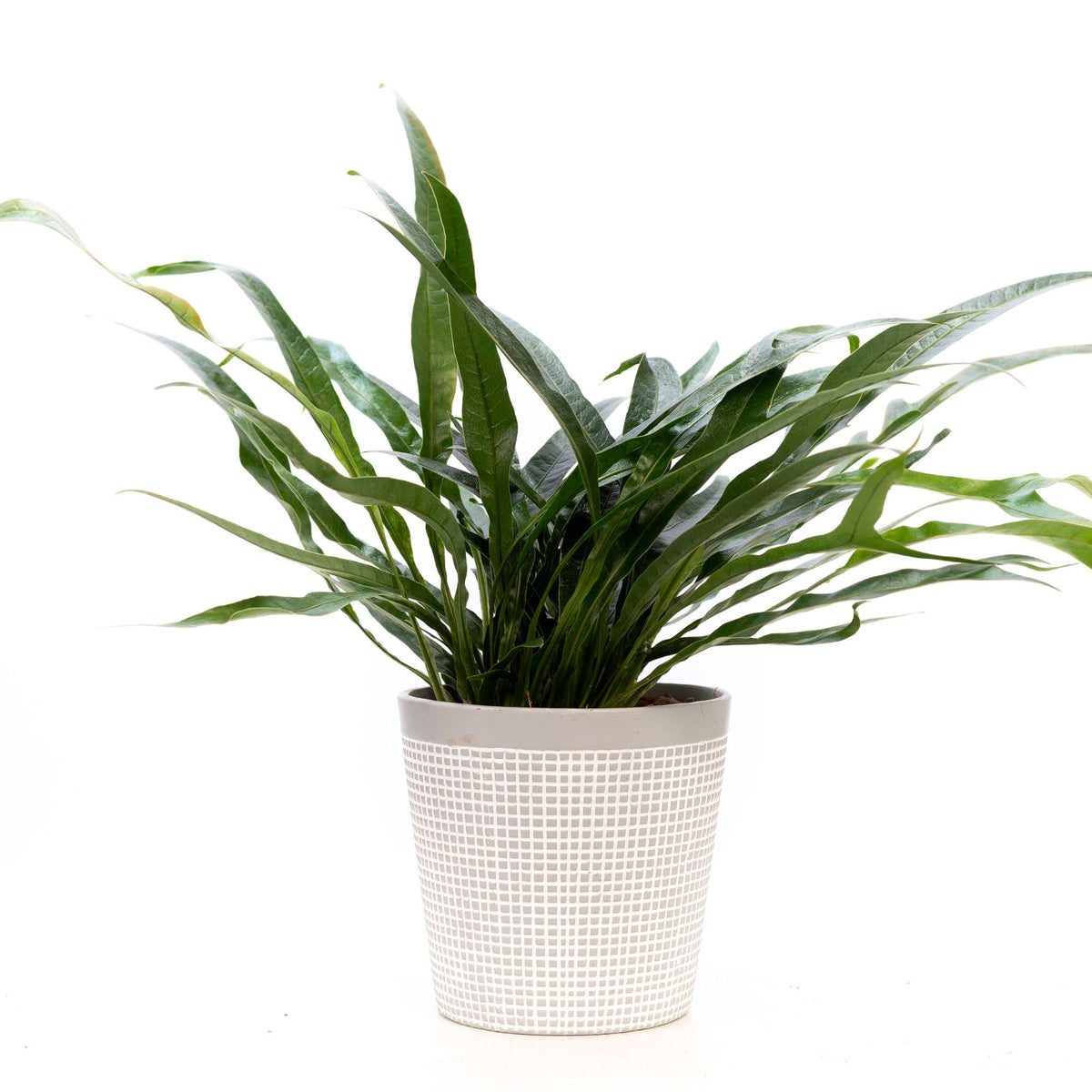 Fern Aglaomorpha 'Jim' with decorative pot white