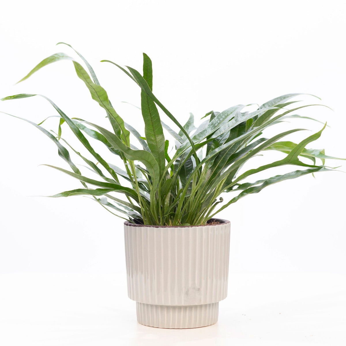 Fern Aglaomorpha 'Jim' with decorative pot grey