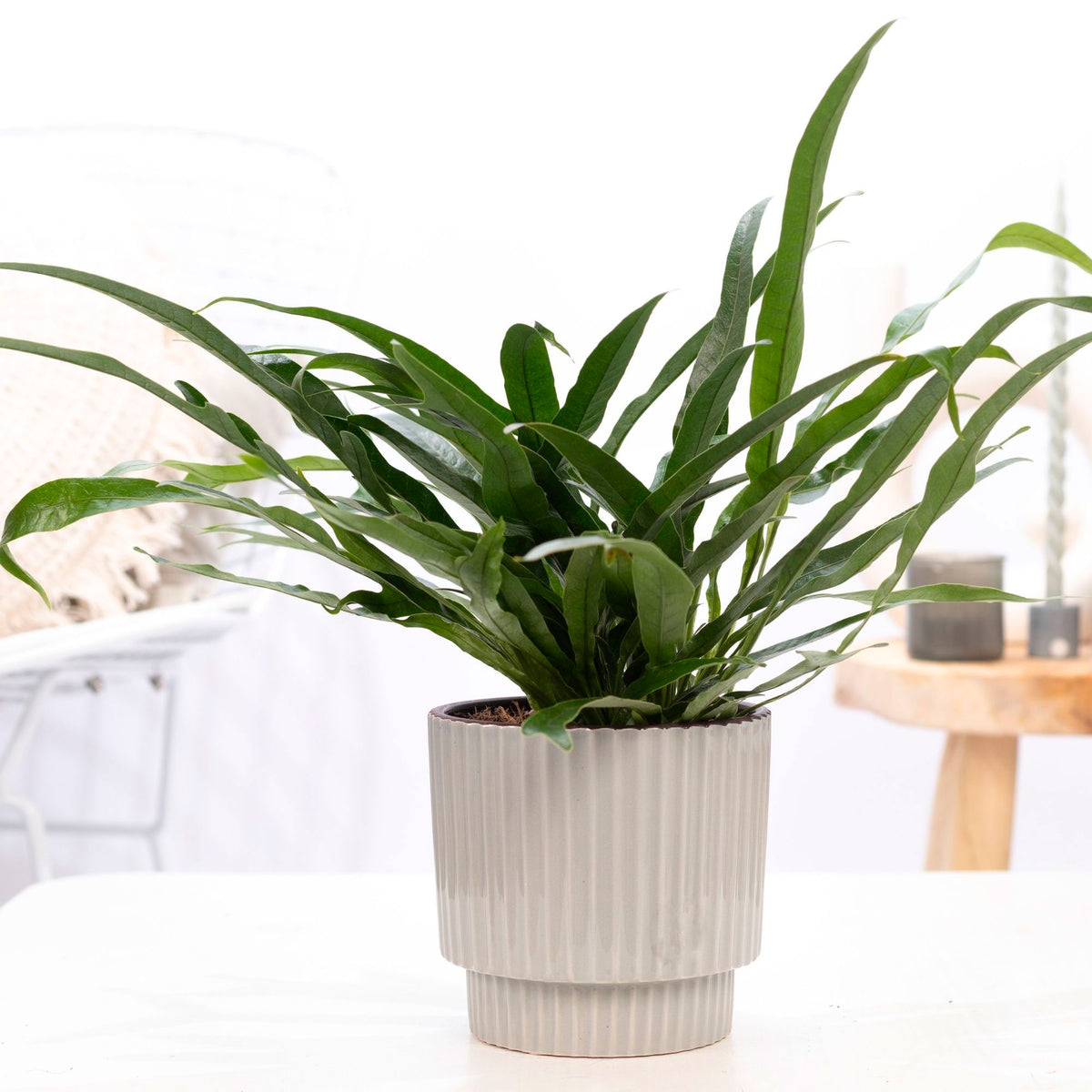 Fern Aglaomorpha 'Jim' with decorative pot grey