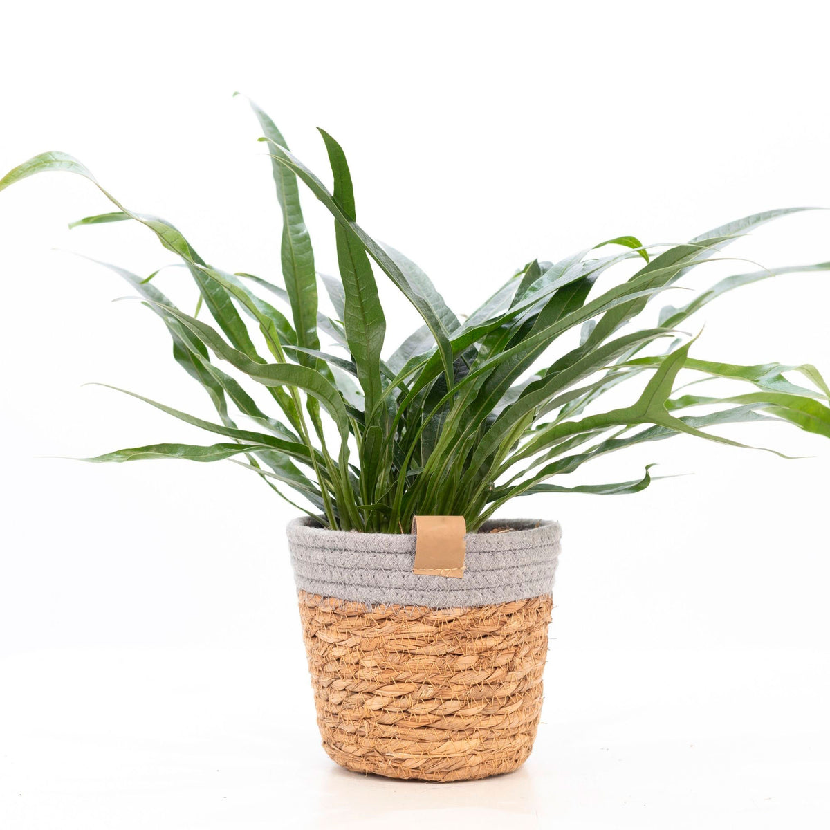 Fern Aglaomorpha 'Jim' with basket