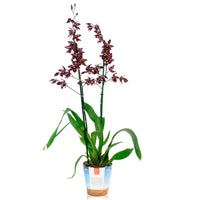 Orchid Cambria Odontoglossum 'Stirbic' Purple-White