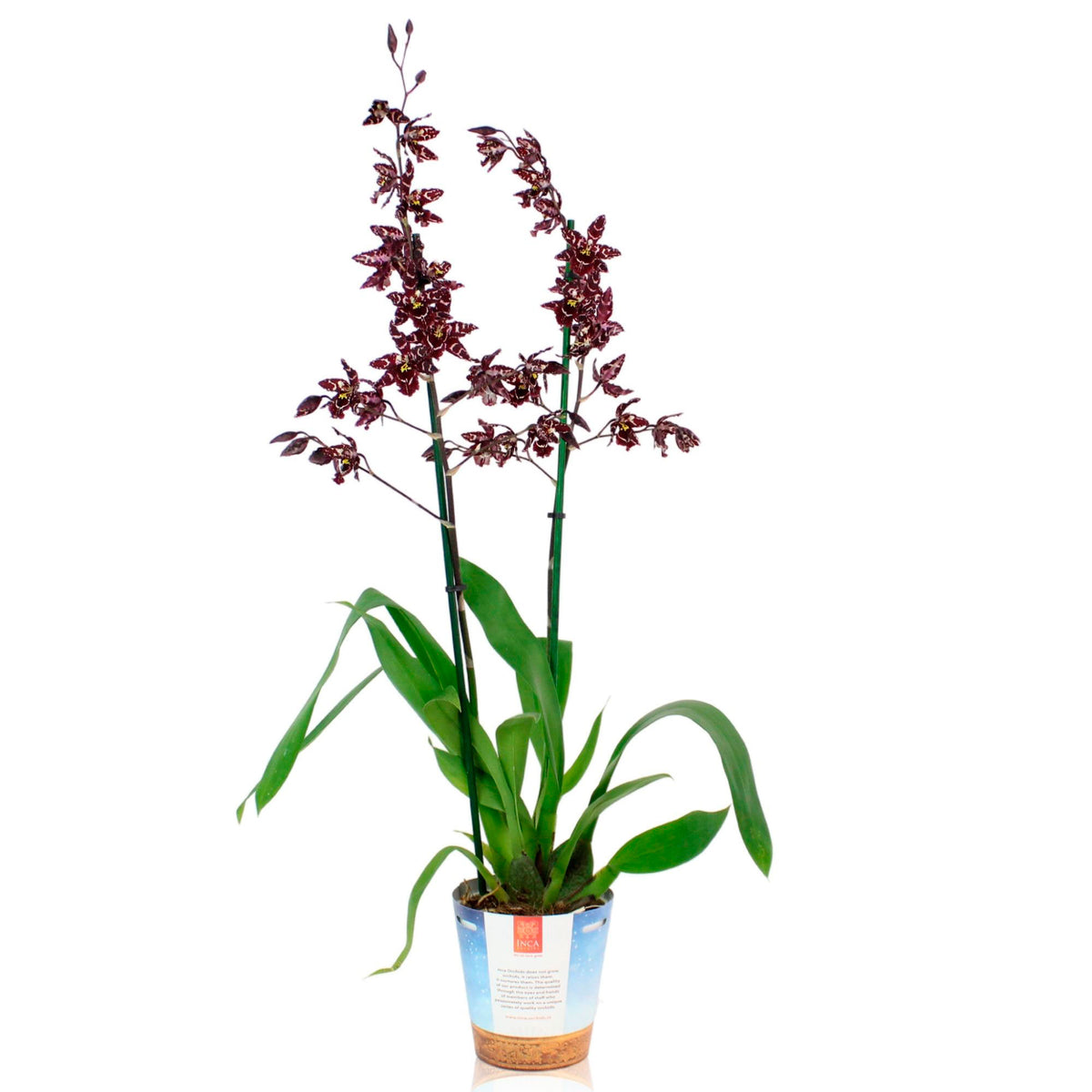 Orchid Cambria Odontoglossum 'Stirbic' Purple-White