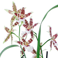 Orchid Cambria Odontoglossum 'Renaissance' Red-White
