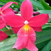 Orchid Cambria Odontoglossum 'Francine' Pink