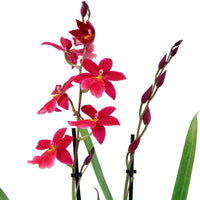 Orchid Cambria Odontoglossum 'Francine' Pink