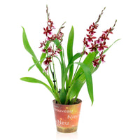 Orchid Cambria Odontoglossum 'Barocco Red' Purple