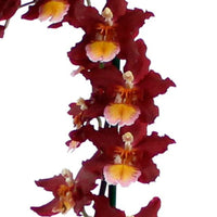 Orchid Cambria Odontoglossum 'Wildfire' Red-Orange