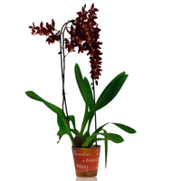 Orchid Cambria Odontoglossum 'Wildfire' Red-Orange