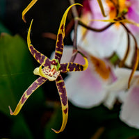 Orchid Brassia x bratonia 'Toscane' Yellow-Brown