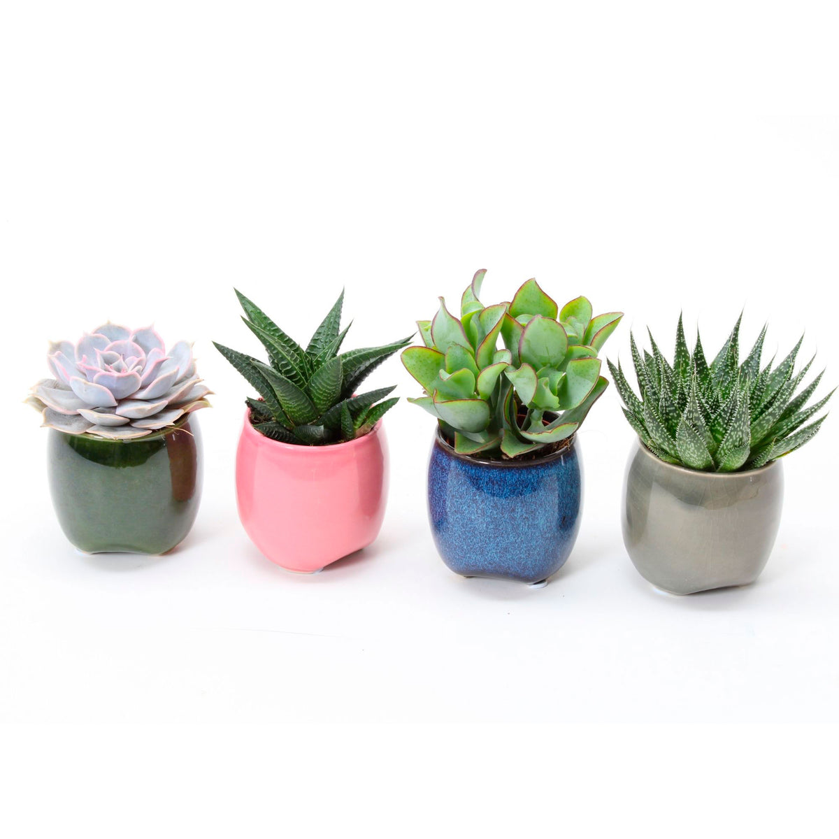 4x Succulents - Mix with Malta decorative pots