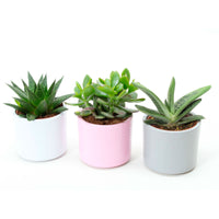 3x Succulents - Mix 'Madrid' with decorative pots