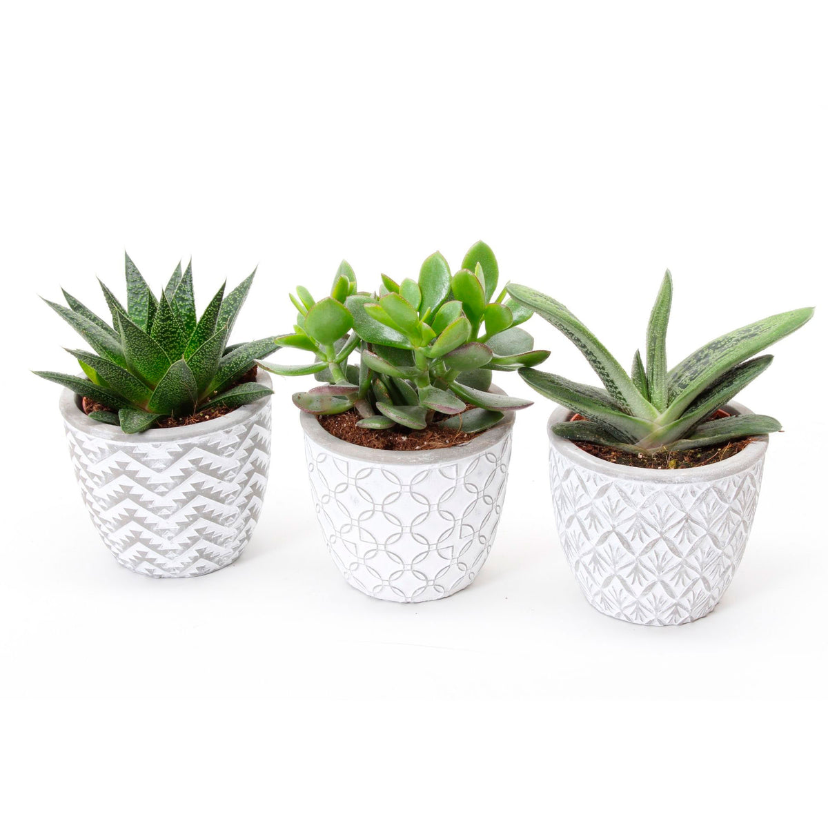 3x Succulents - Mix 'Little Flow' with decorative white pots