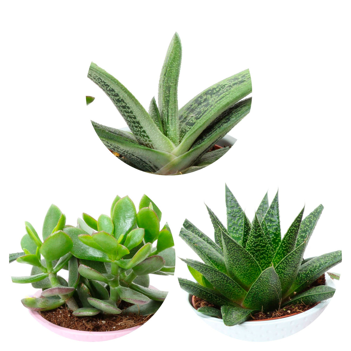 3x Succulents - Mix 'Little Flow' with decorative white pots
