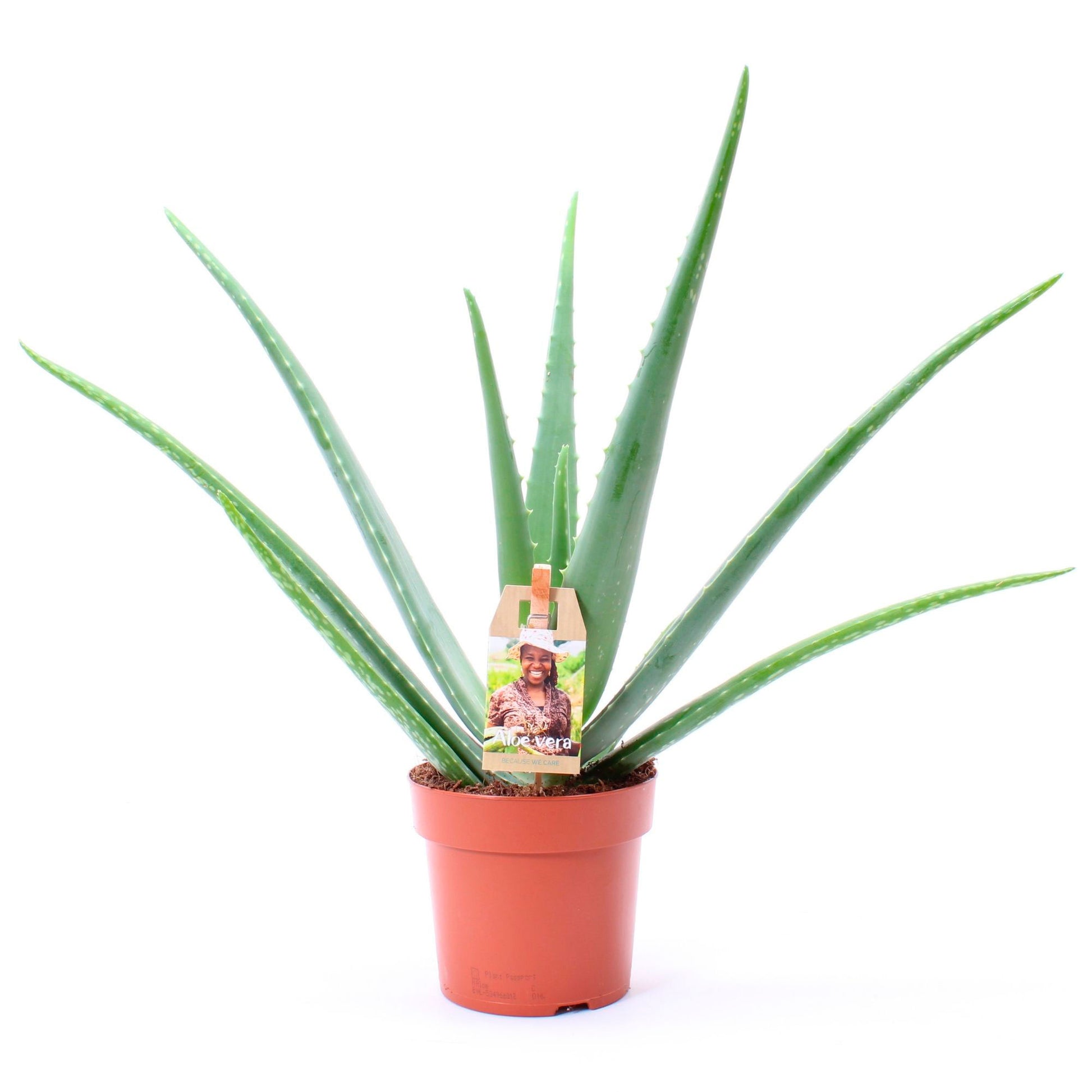 aloe vera plant uk b&q Buy house plants now Aloe vera