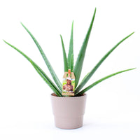 Aloe vera incl. decorative pot