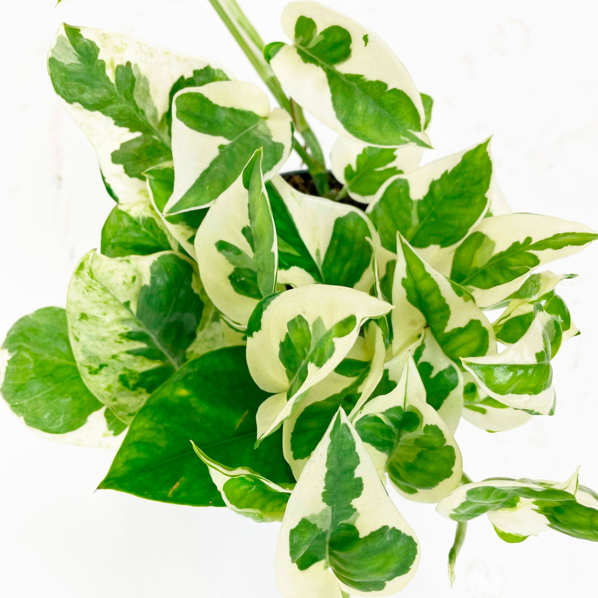 Epipremnum pinnatum 'N'joy'  - Hanging plant